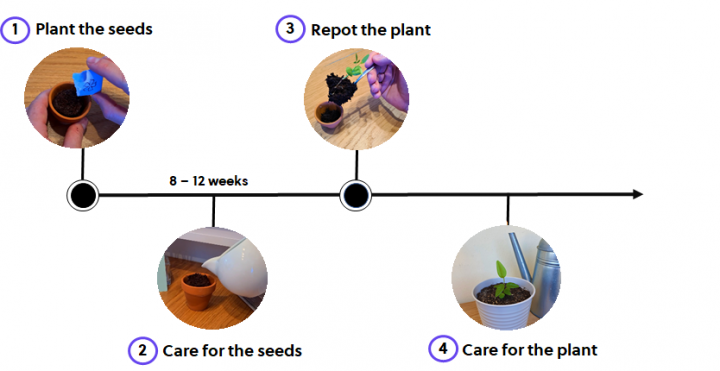 How to plant Zoi's seeds? Anleitung 